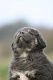 DOGUE DU TIBET 765
